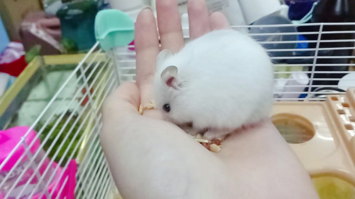 饲养仓鼠的一些关注事项,新手养仓鼠关注事项列表