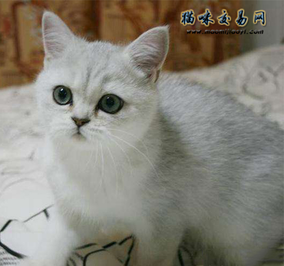 饲养英国短毛猫有什么关注事项,饲养英国短毛猫的关注事项