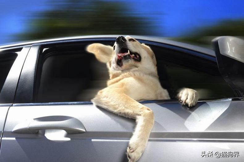 狗狗便臭吃什么好得快,狗狗便臭怎么办