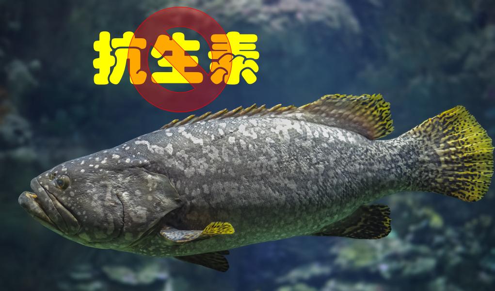 养殖石斑鱼有寄生虫,石斑鱼寄生虫防治方法