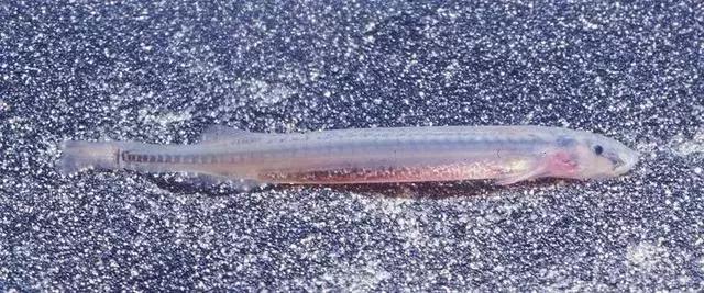 亚马逊河最凶猛的是什么,亚马逊森林人类禁区