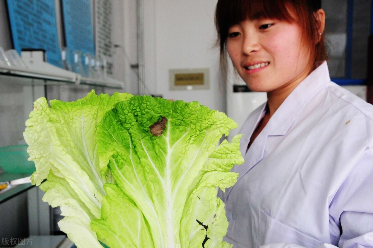 白菜被蜗牛吃怎么处理,防蜗牛吃白菜的方法