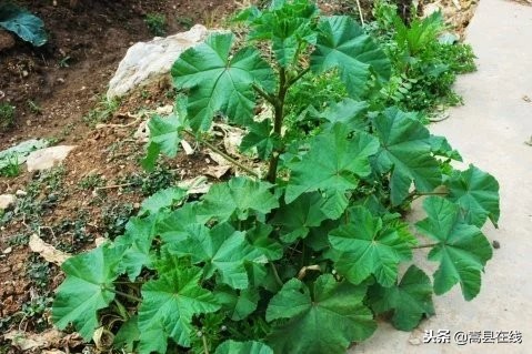 农村比较常见的中草药,农村不可碰的十种草药