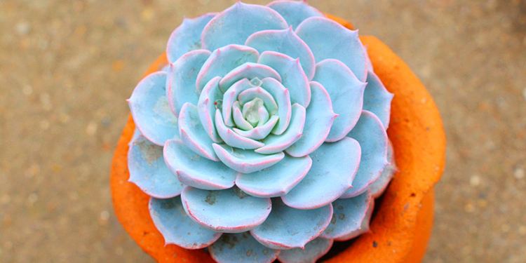 蓝石莲多肉最好看,多肉界的颜值天花板