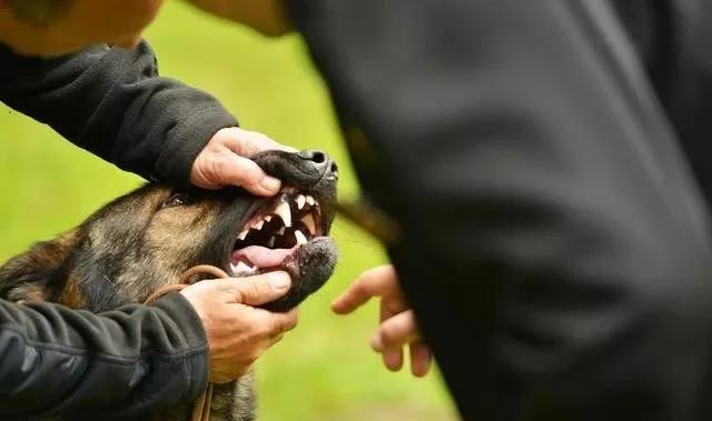 狗狗牙齿有牙结石怎么办可以去除,狗不愿意刷牙怎么预防牙结石