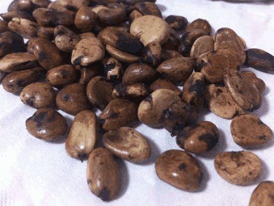 山竹吃完“核”别丢，丢水里，7天就发芽，赏完盆栽还有果子吃