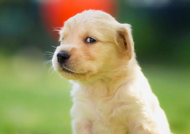 布偶猫夏天掉毛严重怎么办,夏天猫掉毛很厉害怎么办