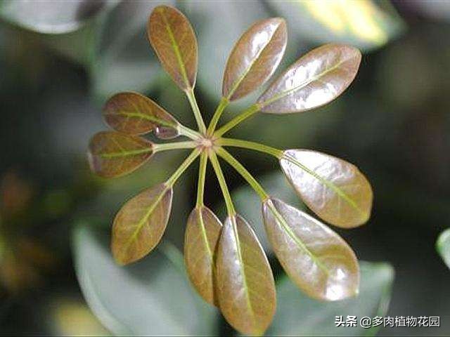 鹅掌木叶变黄掉叶怎么补救,鹅掌木叶子黄斑