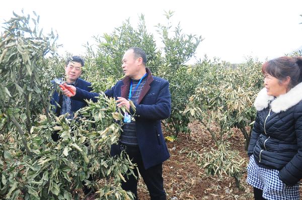 柑橘受冻害以及修剪,柑橘受冻后如何恢复树势