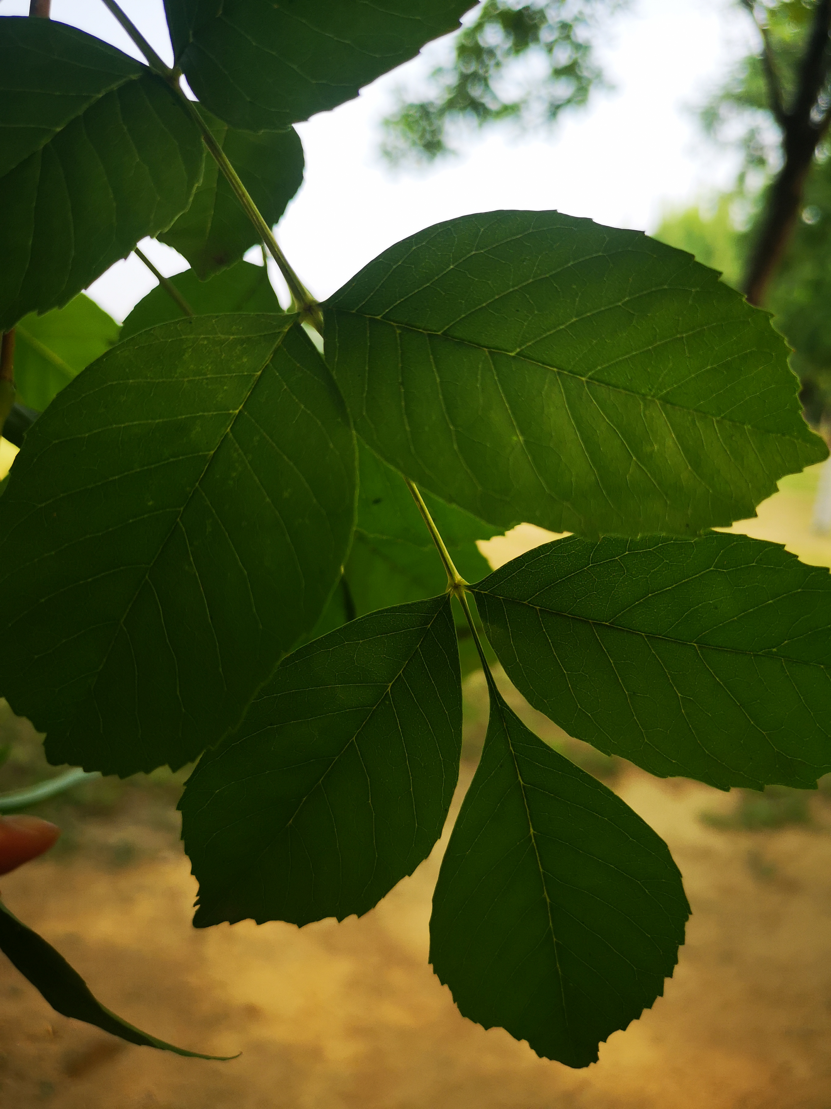 白蜡树是什么树图解,白蜡树和女贞子区别
