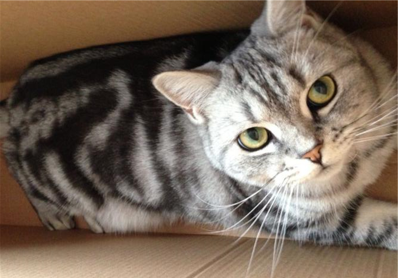 猫咪割眼皮是咋回事,猫咪下眼睑内翻如何自行恢复