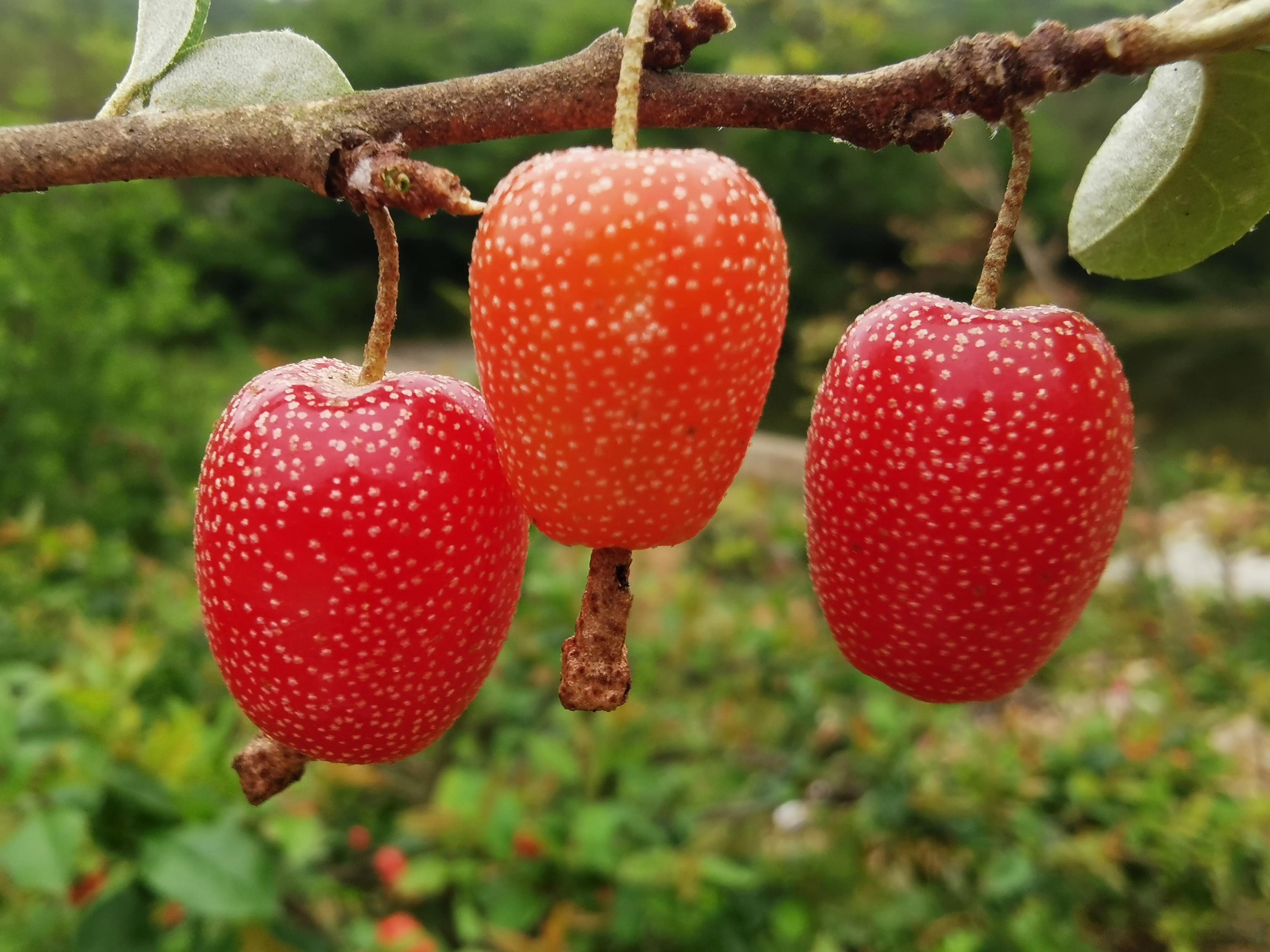 乡村创新项目快速赚钱,乡村振兴新农人创业项目有哪些