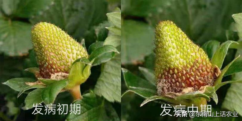 草莓的重要病害—灰霉病，图片视察其侵染全过程、变化，不再看错