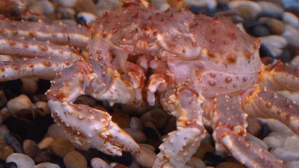 驶入厚街的「海鲜巨舰」，秋日鲜味来袭