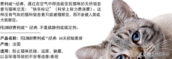 猫咪平替好物推荐,提高猫咪生活质量的几款好物