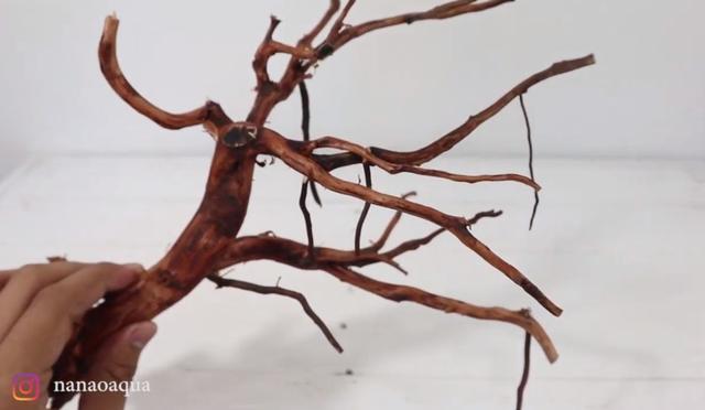 莫斯树到底好不好,莫斯树是什么