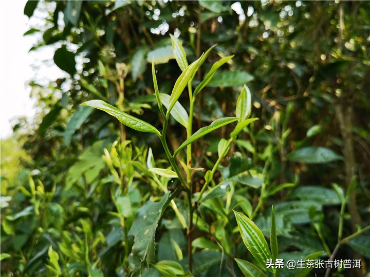 谦谦君子温润如玉形容一款茶,困鹿山普洱茶什么档次