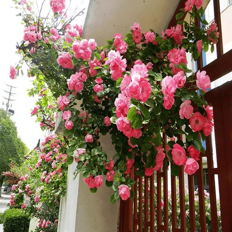 一年四季开花的爬藤花卉有哪些,一年就能爬满墙的爬藤花卉