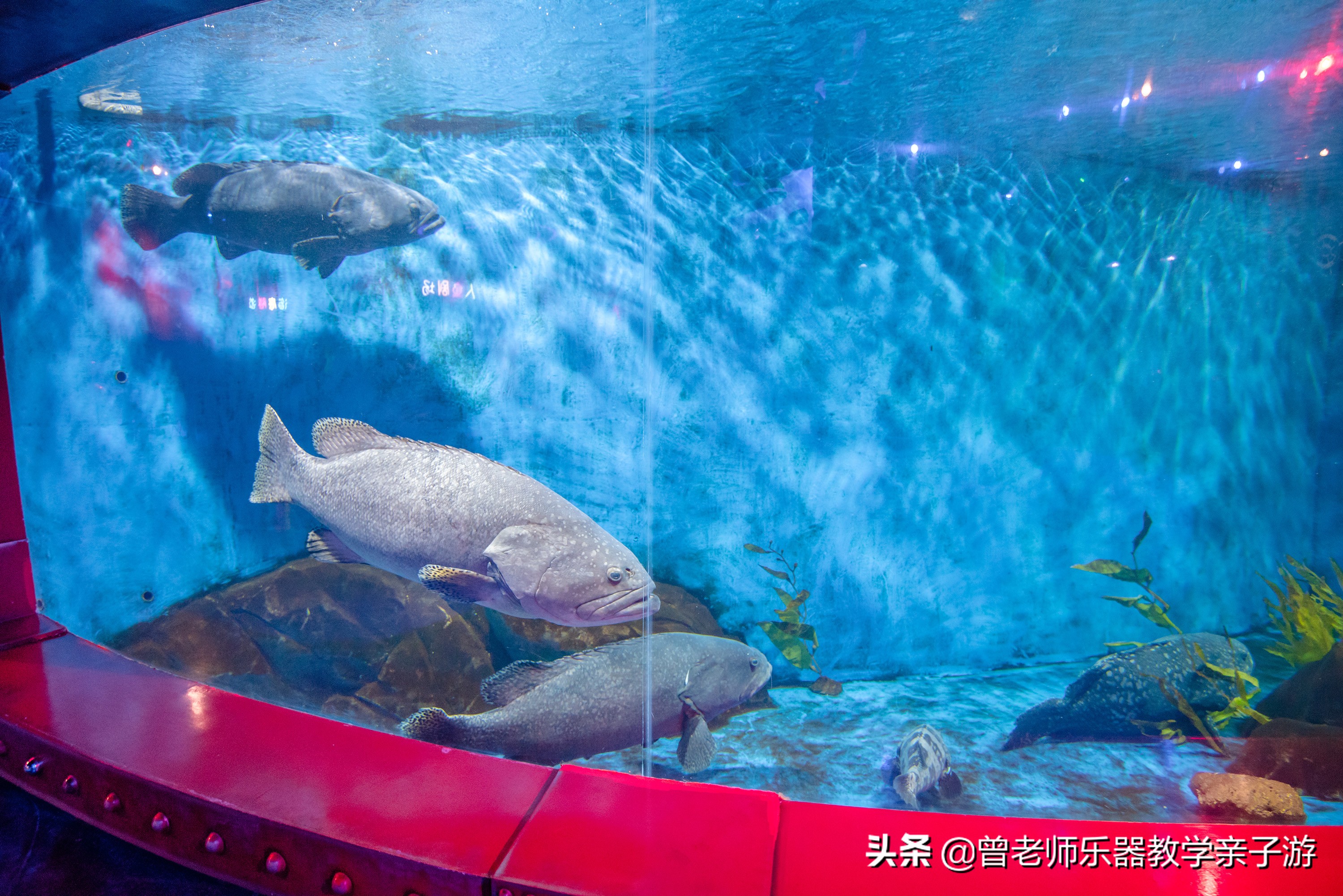 西安太奥海洋馆,西安极地海洋世界海豚表演