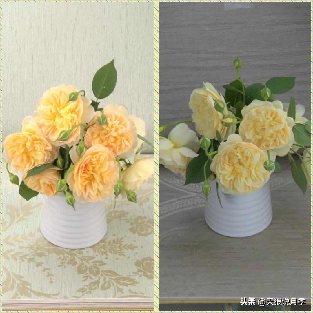 又一个十年,国产自育品种