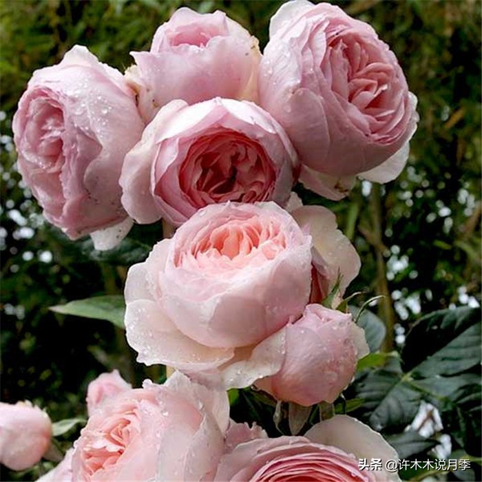 网购月季应该怎么种植？月季移栽后出现黄叶、枯萎是什么原因呢？