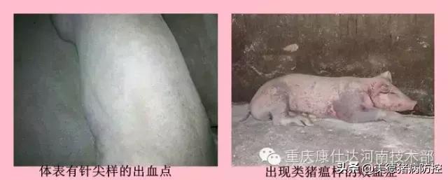 血虫控制方法,血虫怎么消毒最快