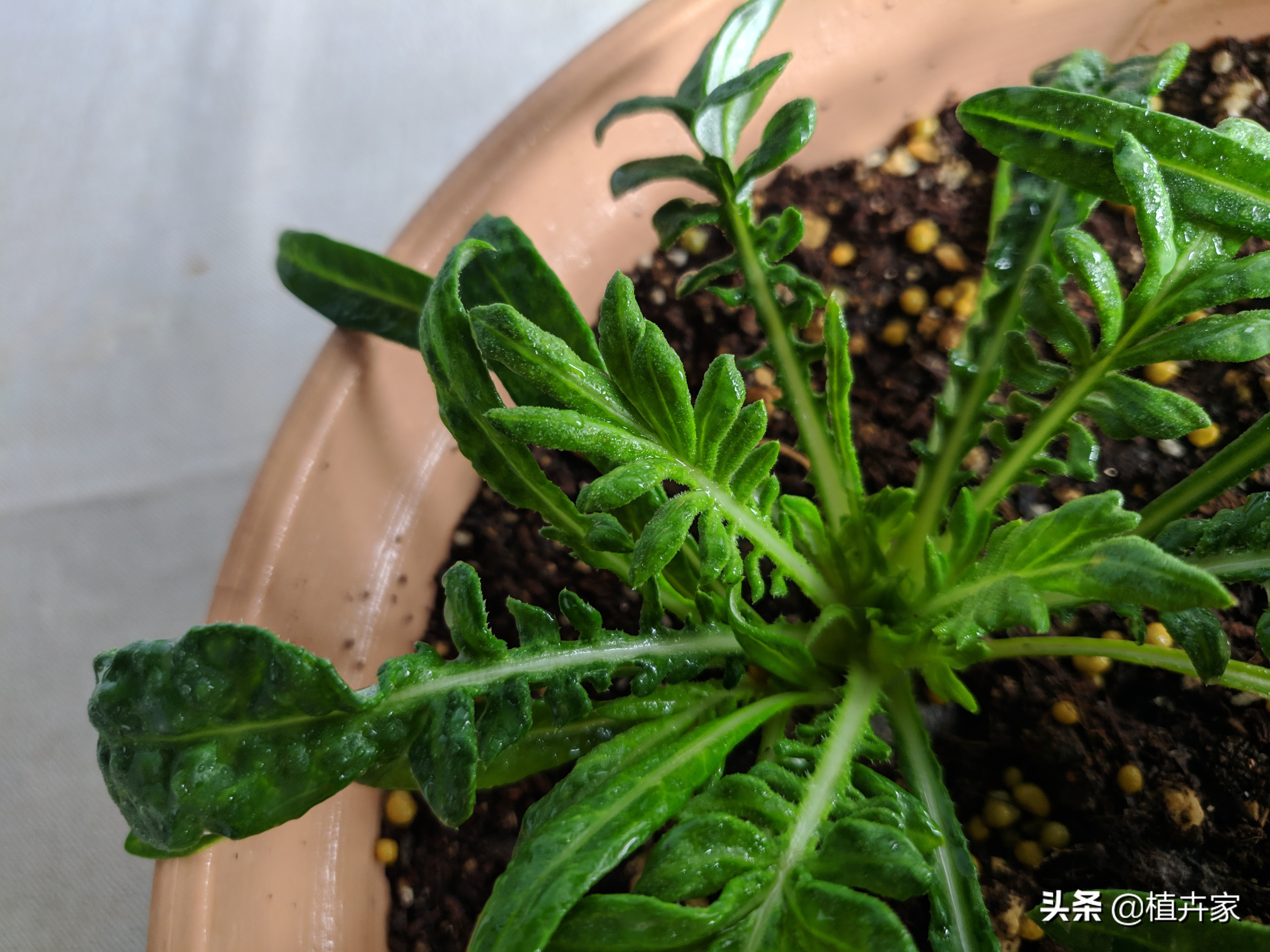 徒长拯救,勋章菊徒长