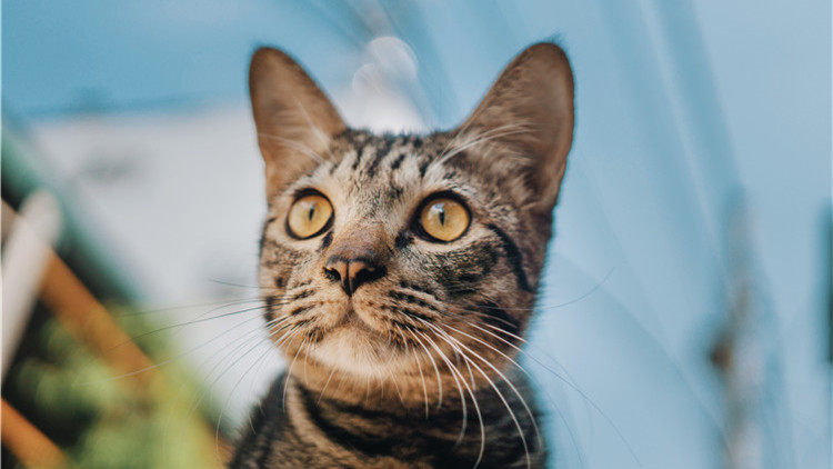 养猫家中异味怎么去除,养猫怎么防止家里有异味