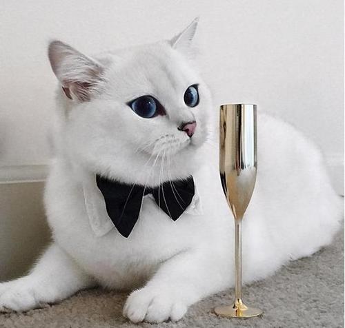 英短猫眼屎特别多,新猫眼屎很重是星期猫吗