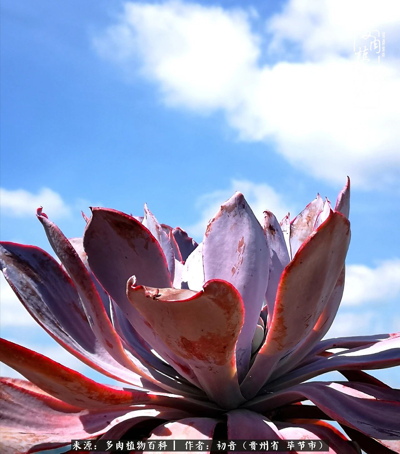 和多肉共度美好时光,与多肉一起成长