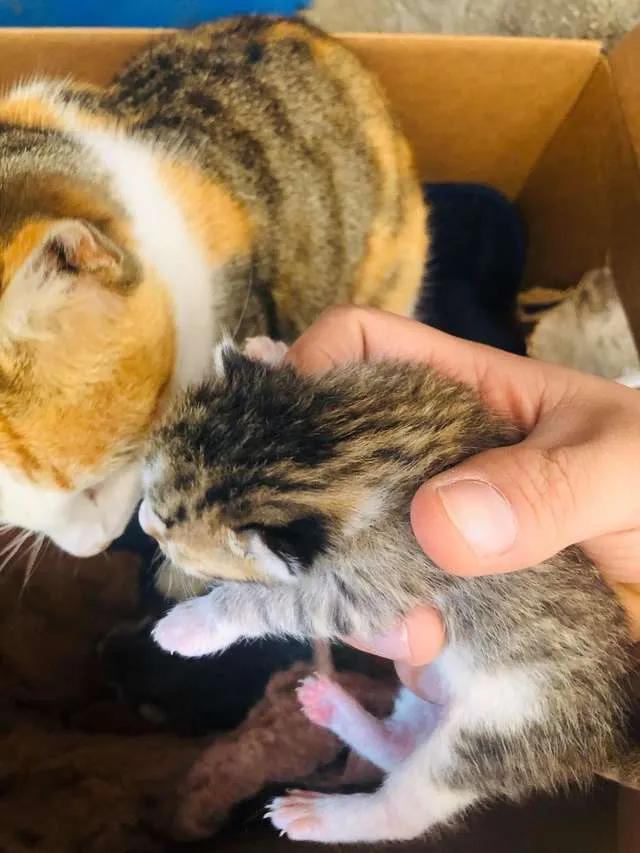 流浪猫和比特犬生小宝宝,比特犬和主人去狗窝