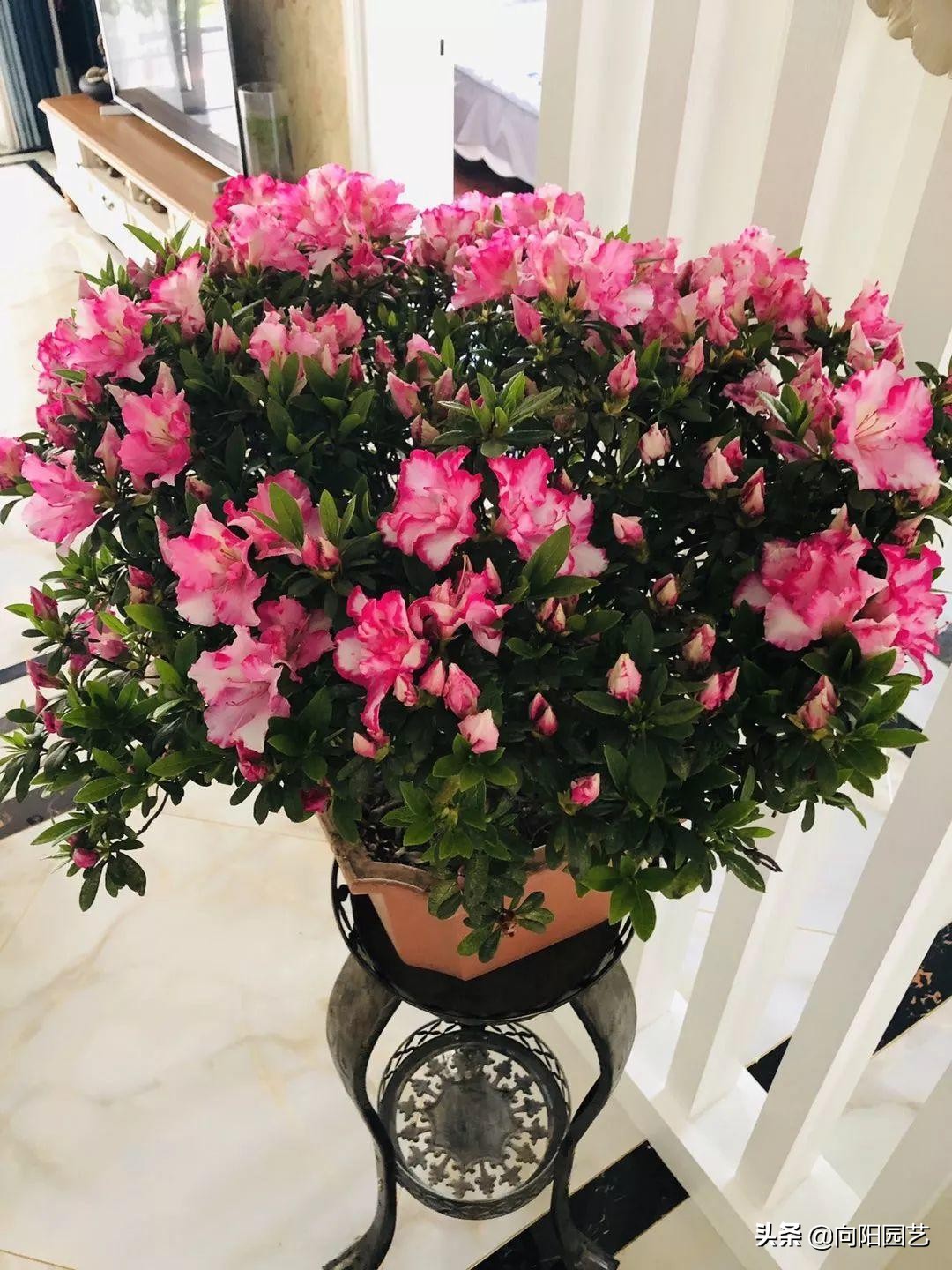 花盆里面的泥土很硬怎么办,花盆里的土特别硬怎么解决