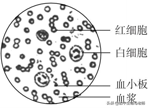 中考生物复习要点速记（人教版）第四单元生物圈中的人