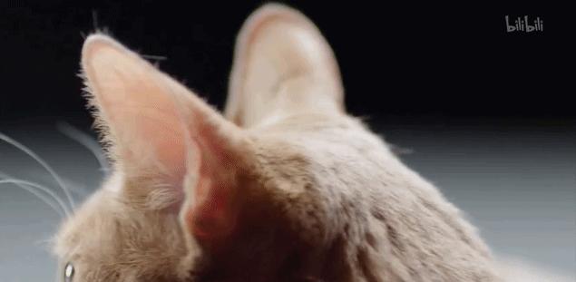 猫外耳炎的图片,正常猫耳朵背面是什么样子