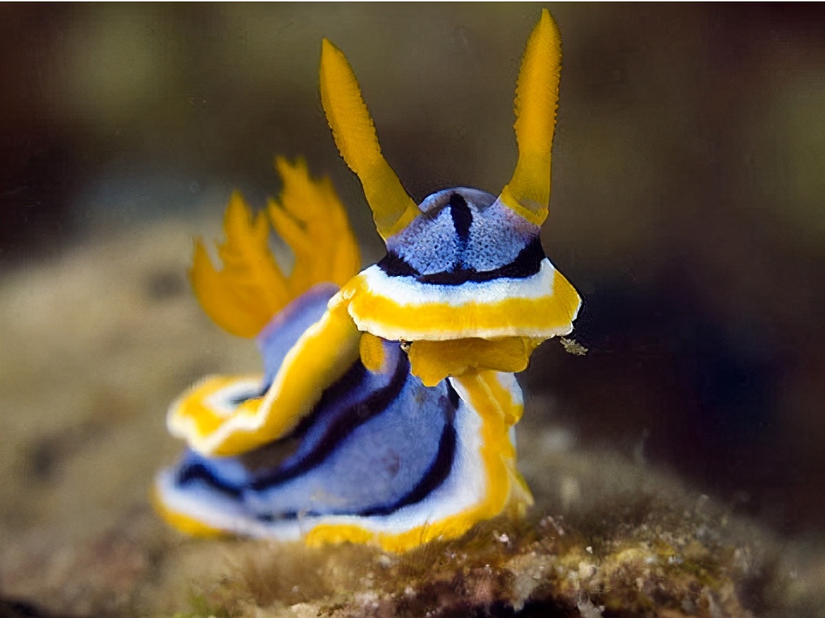 是雌雄一体的动物,既是雌性又是雄性