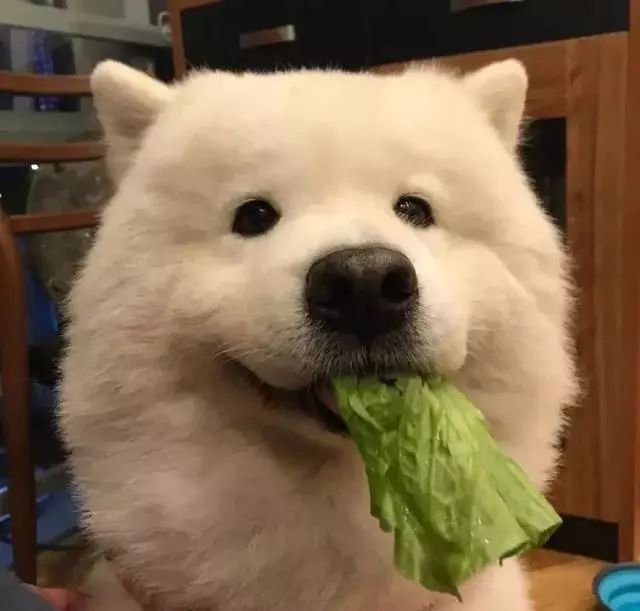 狗为什么喜欢吃叶子,狗狗为什么喜欢吃花叶子