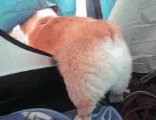 灏忕煭鑵挎煰鍩烘悶绗戣棰戝ぇ鍚堥泦,鍙埍鐨勫皬鐭吙鏌熀鐙楃嫍