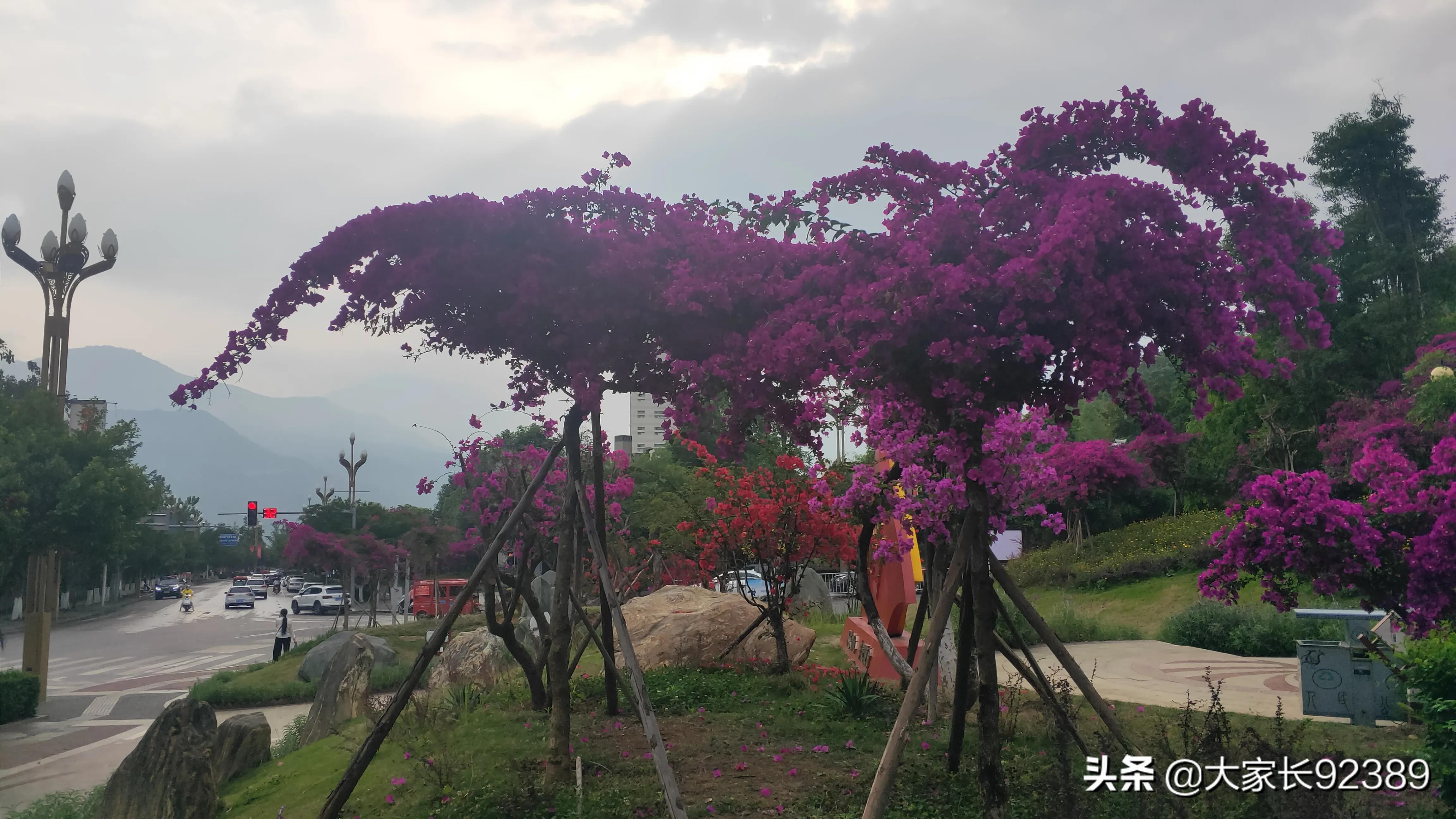 紫色的的英语,紫色的诗歌赏析