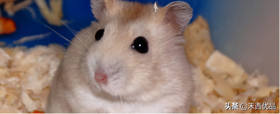 仓鼠生宝宝后怎么照顾,仓鼠的饲养笼不紧怎么办