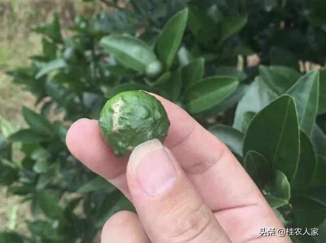 这个病害如果预防不到位，会对今年柑橘的产量和品质带来很大影响