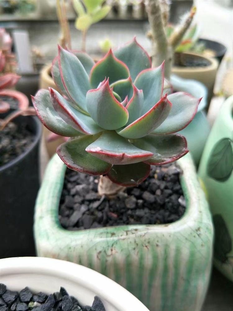 多肉灰蒙蒙的怎么变好看,多肉去灰