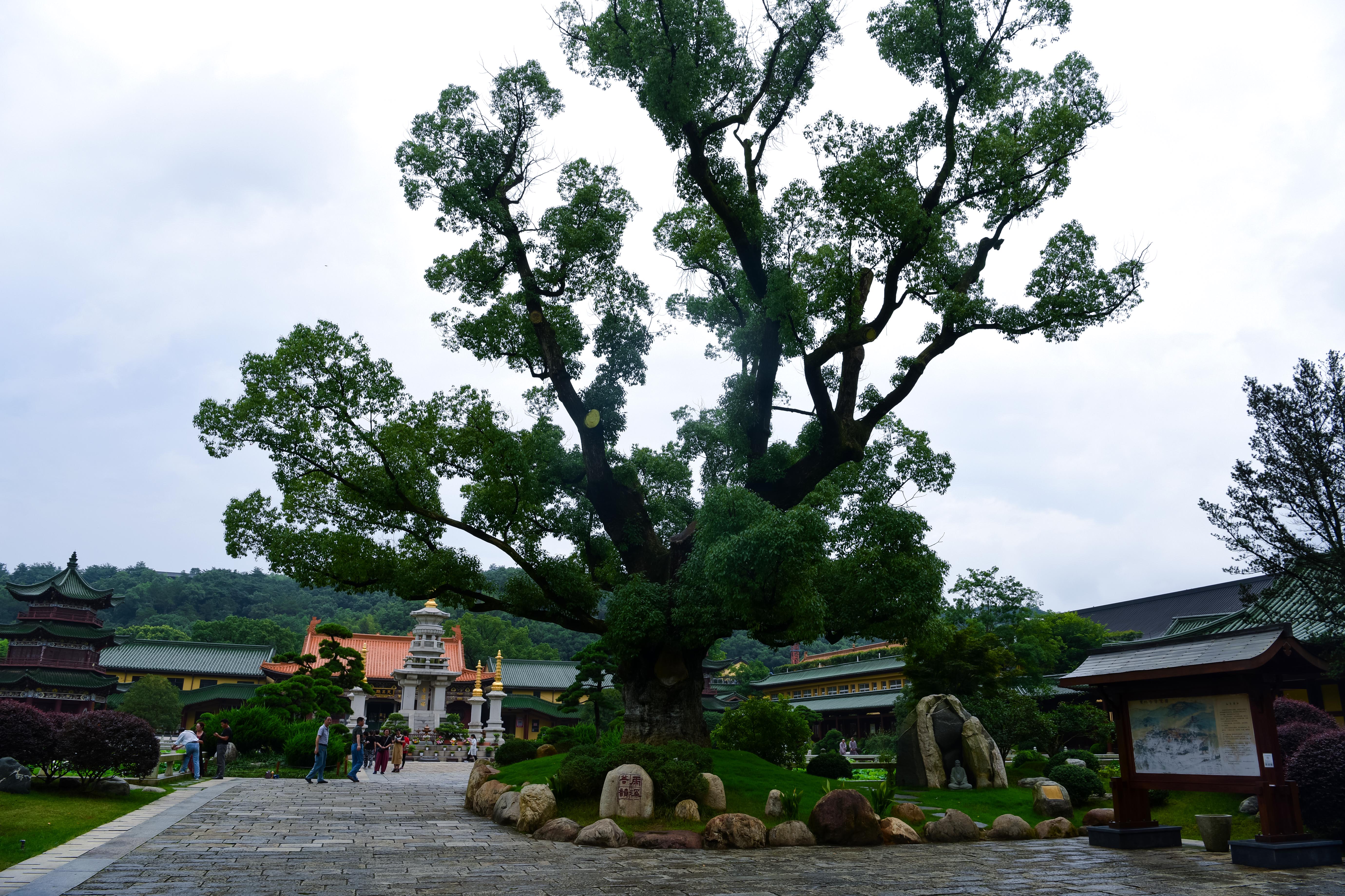 庐山东林寺，这座1600余年古刹，是中国一大佛门圣地，神奇惊叹