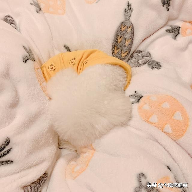 狗狗哼哼是什么意思大型犬,狗狗哼哼唧唧代表的意思