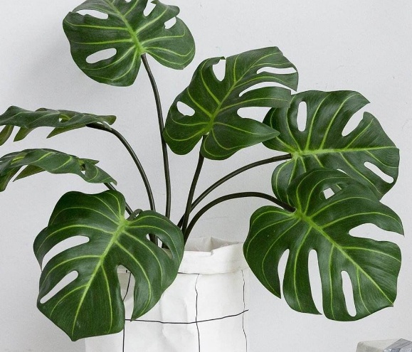 龟背竹叶子发黄怎么办呢,龟背竹叶子不挺立