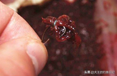 红虫活饵的危害有多大,红虫有毒吗钓鱼真的危险吗