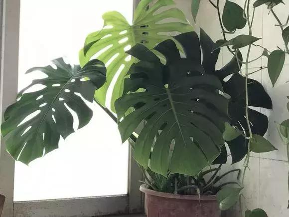 净化空气去甲醛的花是什么花,新房什么花吸甲醛最好最快