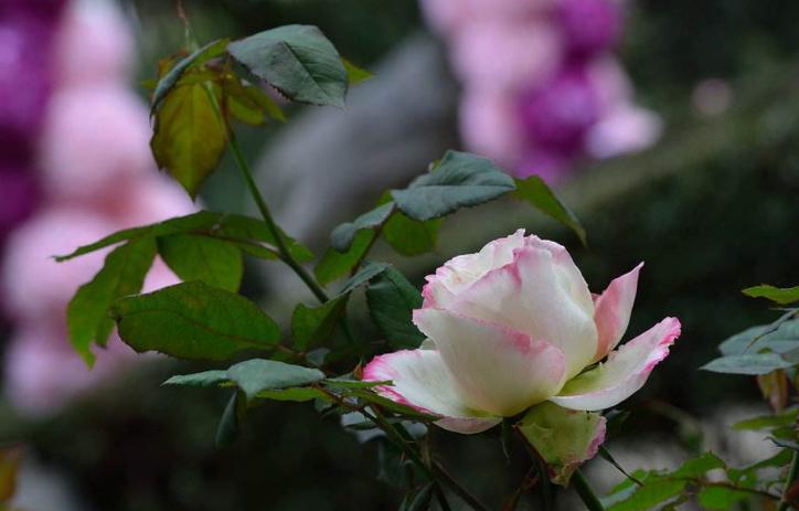 月经量少经期短吃什么药调理,月经量少经期短适合什么食补汤