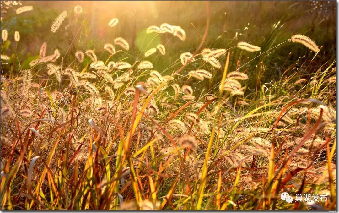 巢湖市半汤,半汤怎么做