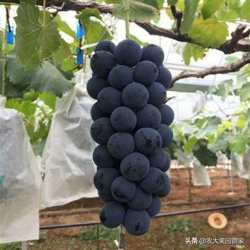 种植新品种果树苗一手货源,各种新品种果树苗木一手货源