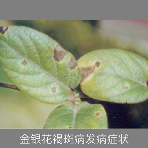 夏季金银花黄叶,金银花白粉病褐斑病用什么药